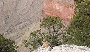 UN écureuil est assis sur le bord au Grand Canyon